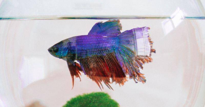 Pexels/AlinaVilchenko